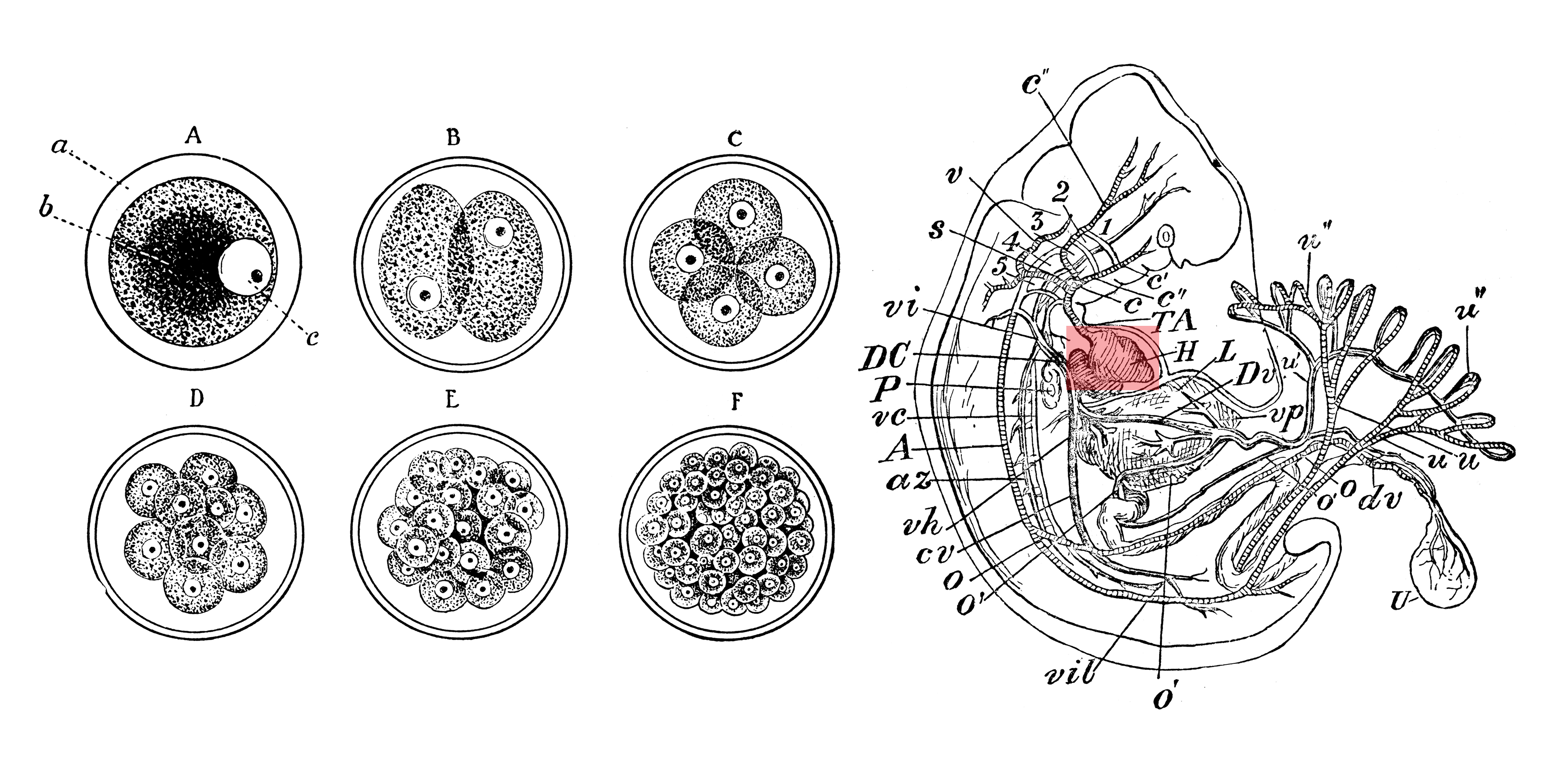 Illustration fo the heart development in the Human Embryo