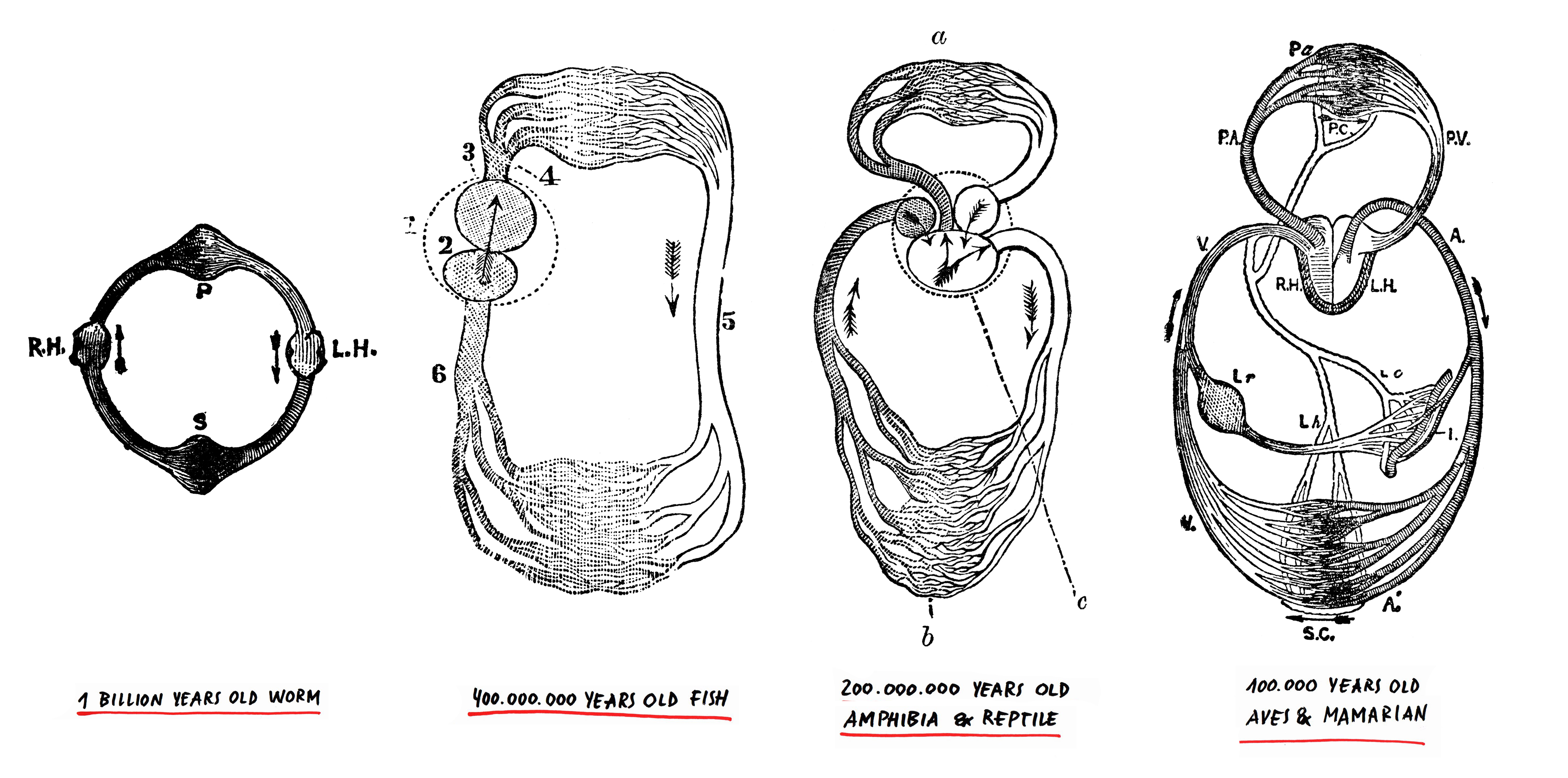 Illustration of the biological heart and circulatory system in 1 billion years of evolution across species