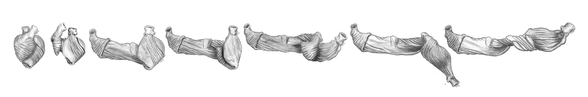 The Helical Heart by Francisco Torrent Guasp. One single muscle folded in helical structure.