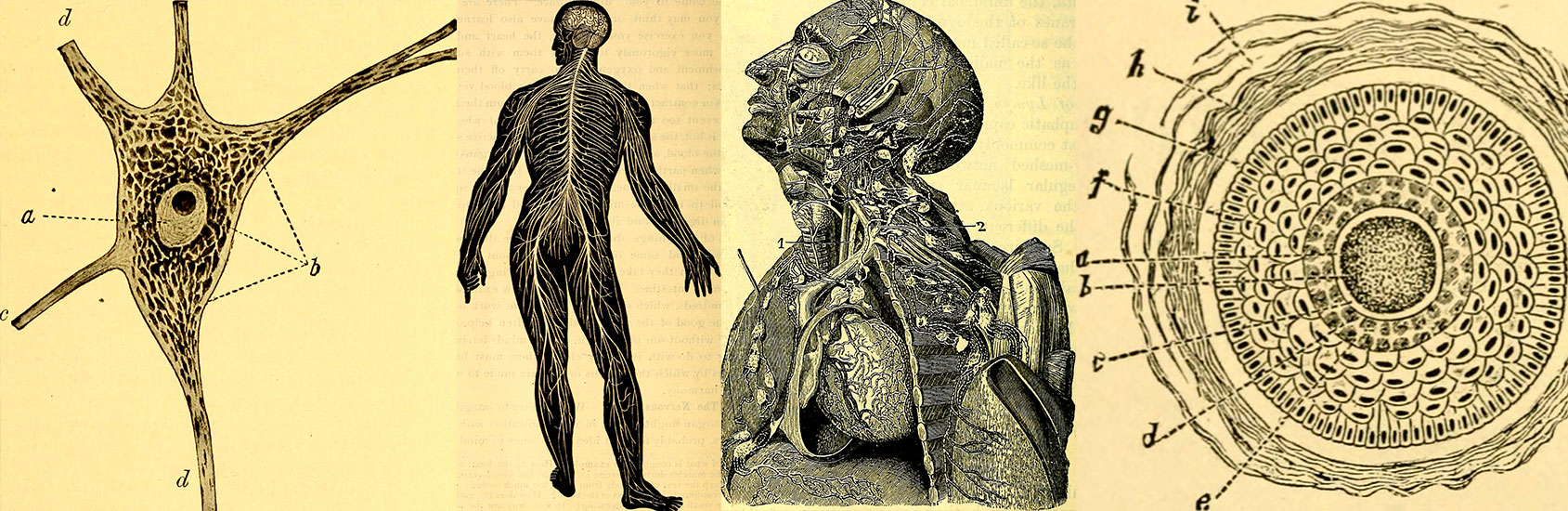 The constant reshaping of the human body Wiki commons images collage by Marie Reig Florensa 